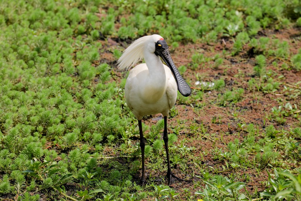 Royal Spoonbill