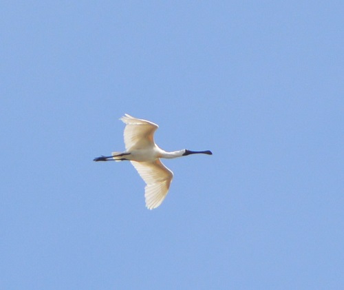Royal spoonbill