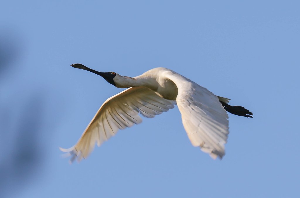 Royal Spoonbill