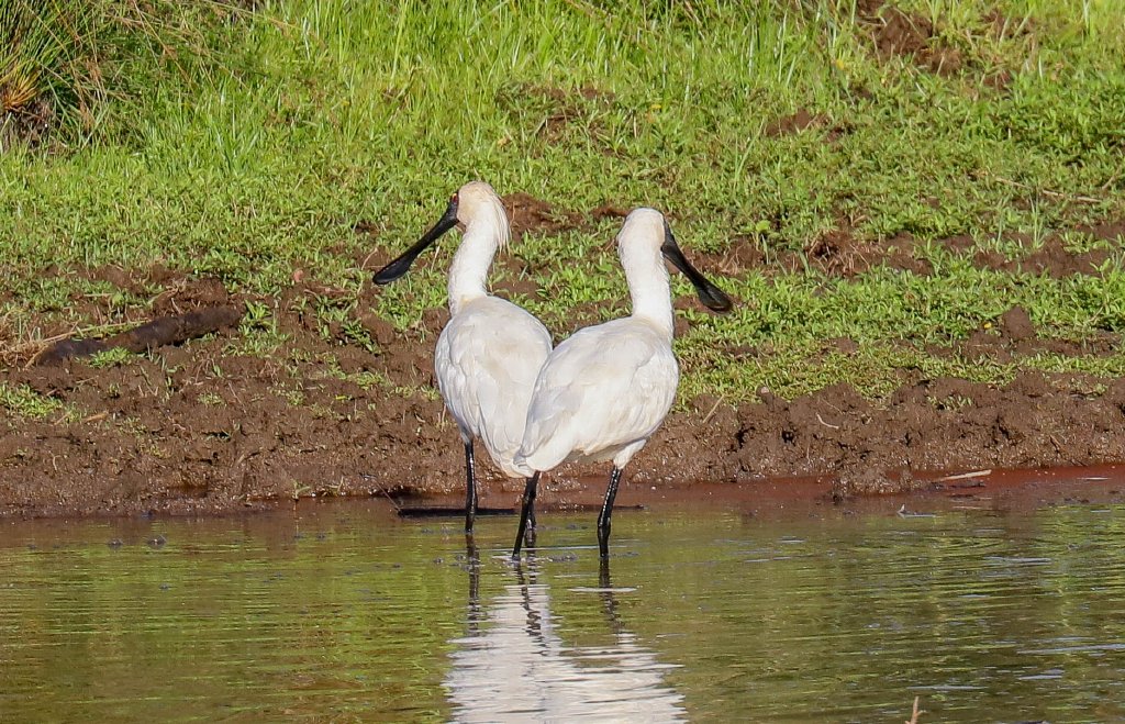 Royal Spoonbill