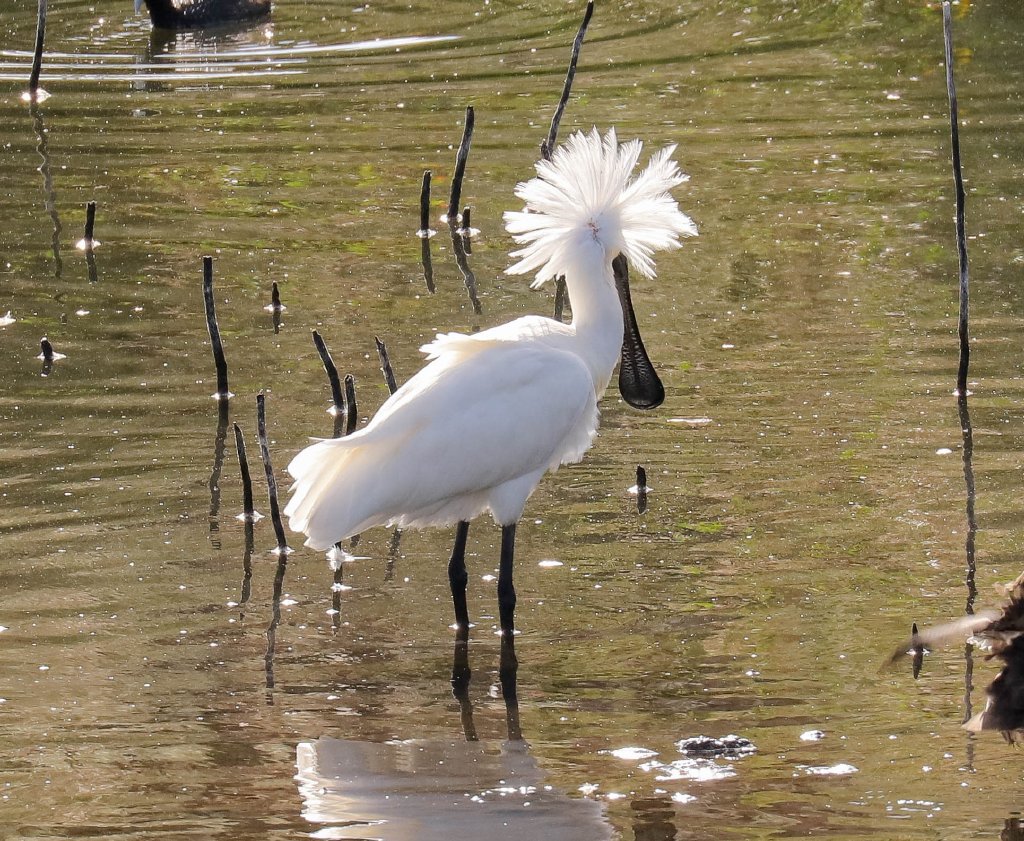 Royal Spoonbill