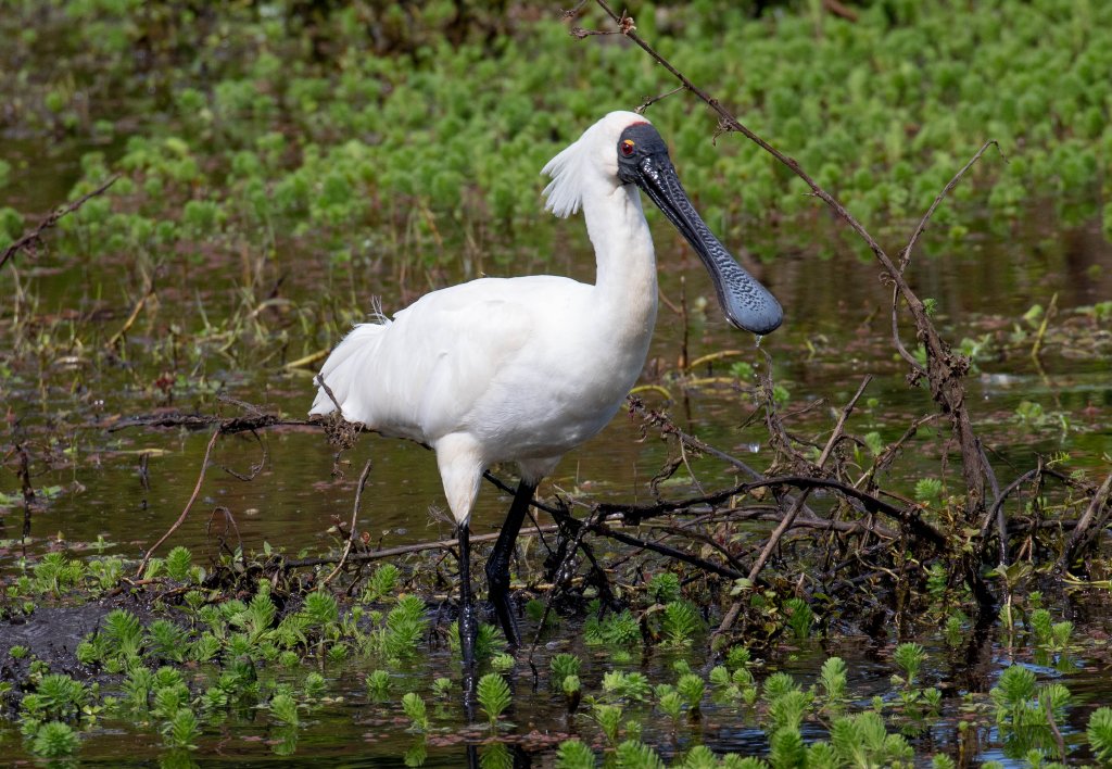 Royal Spoonbill