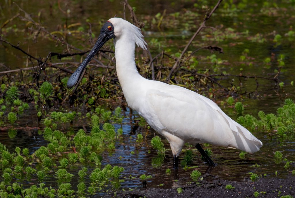 Royal Spoonbill