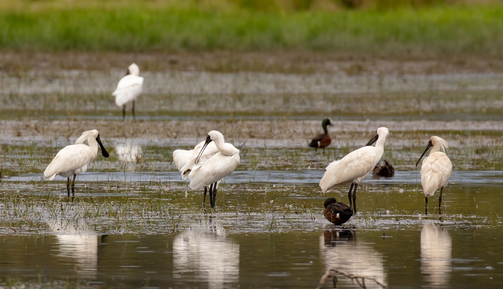Royal Spoonbill