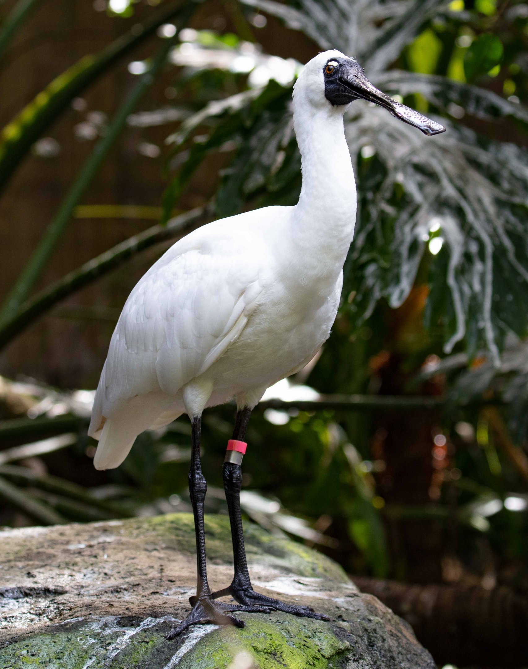 Royal Spoonbill