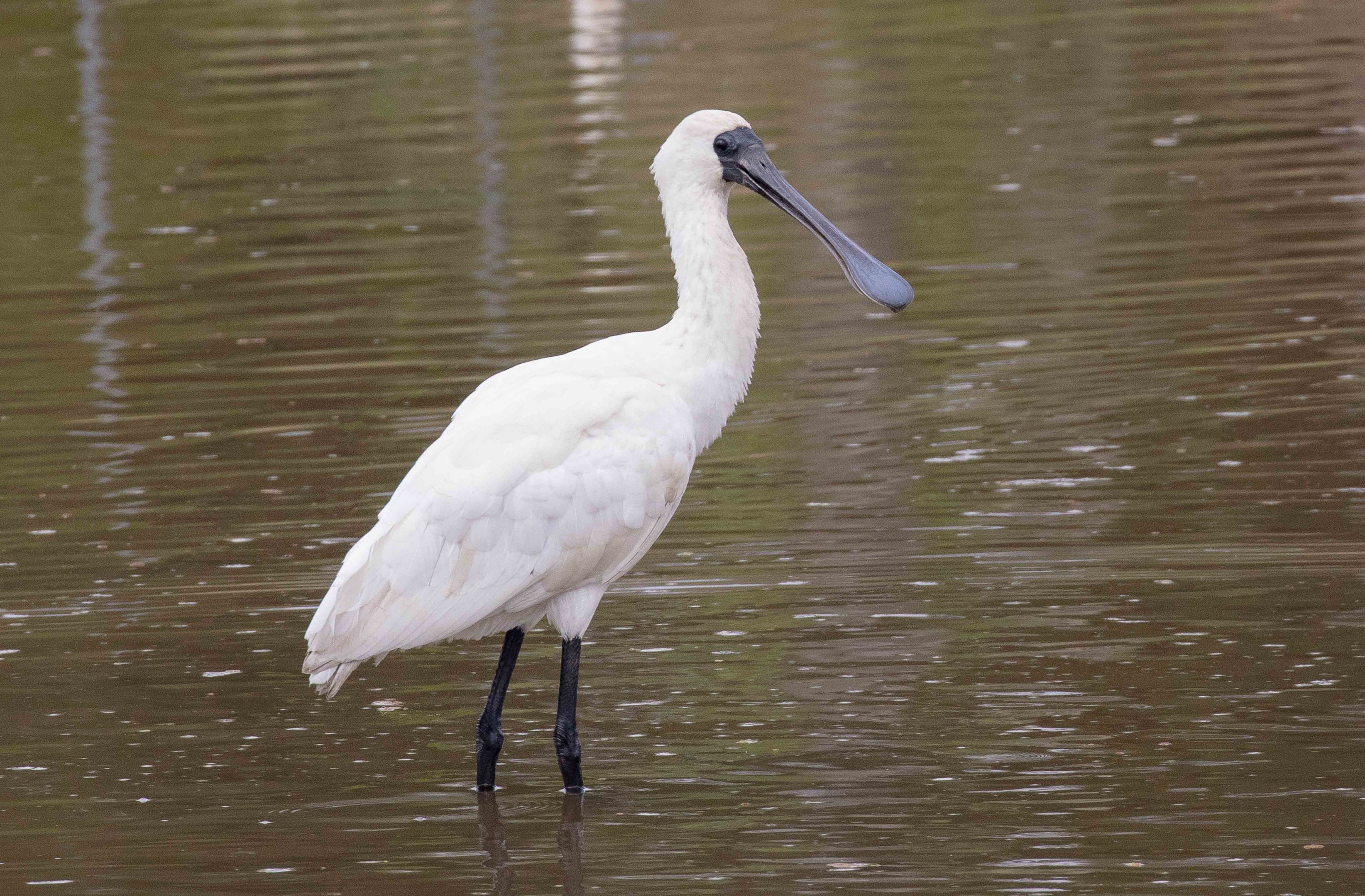 Royal Spoonbill
