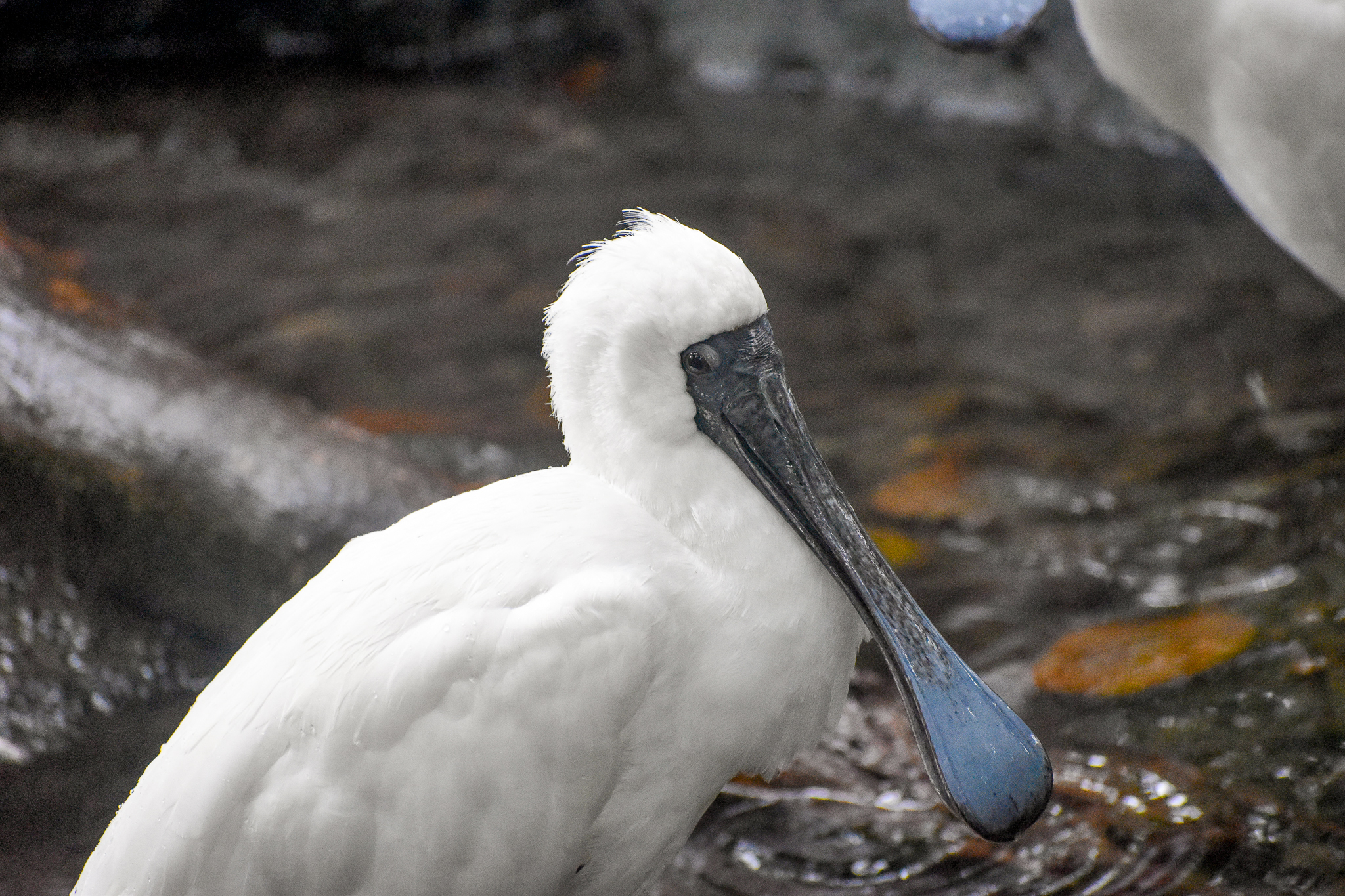 Royal Spoonbill