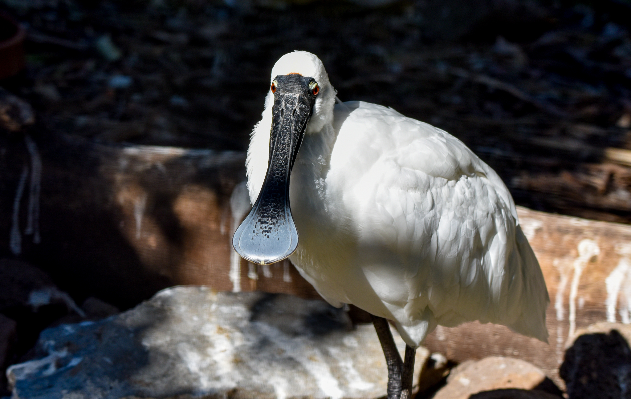 Royal Spoonbill