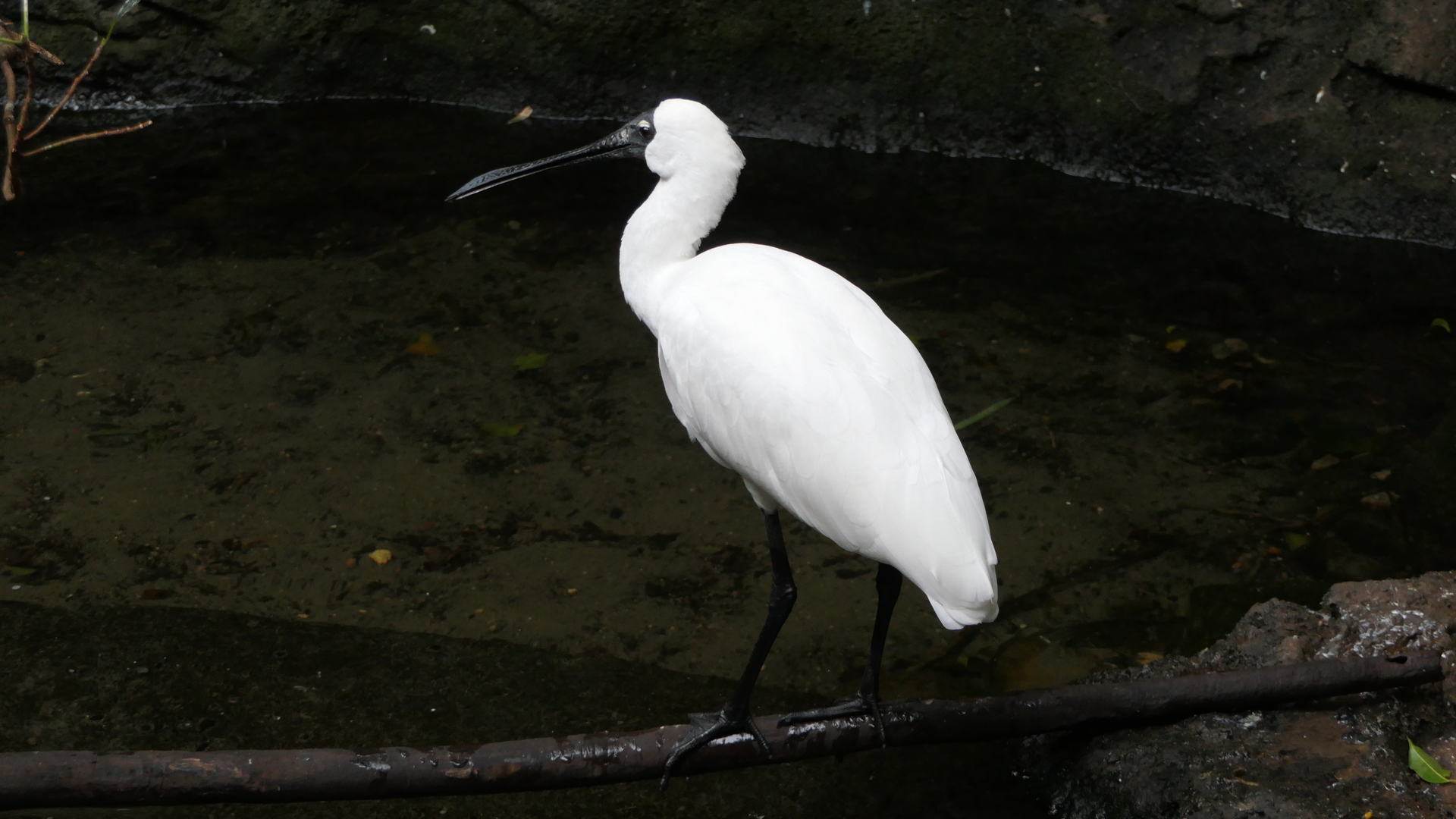 Royal Spoonbill