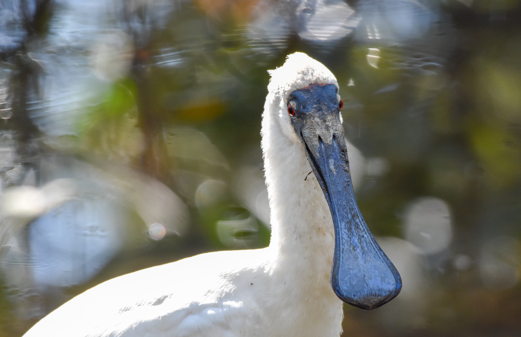 Royal Spoonbill