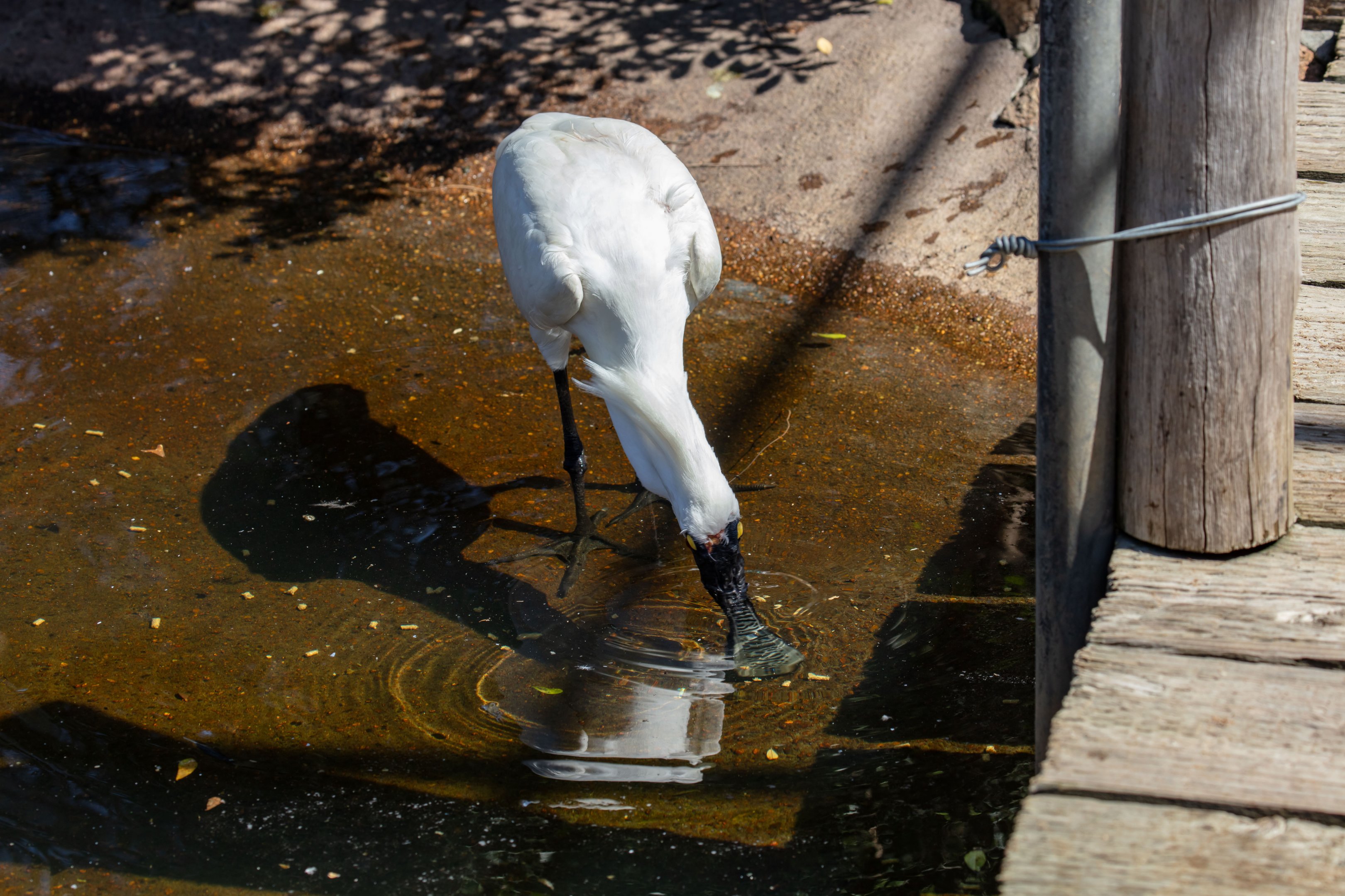 Royal Spoonbill
