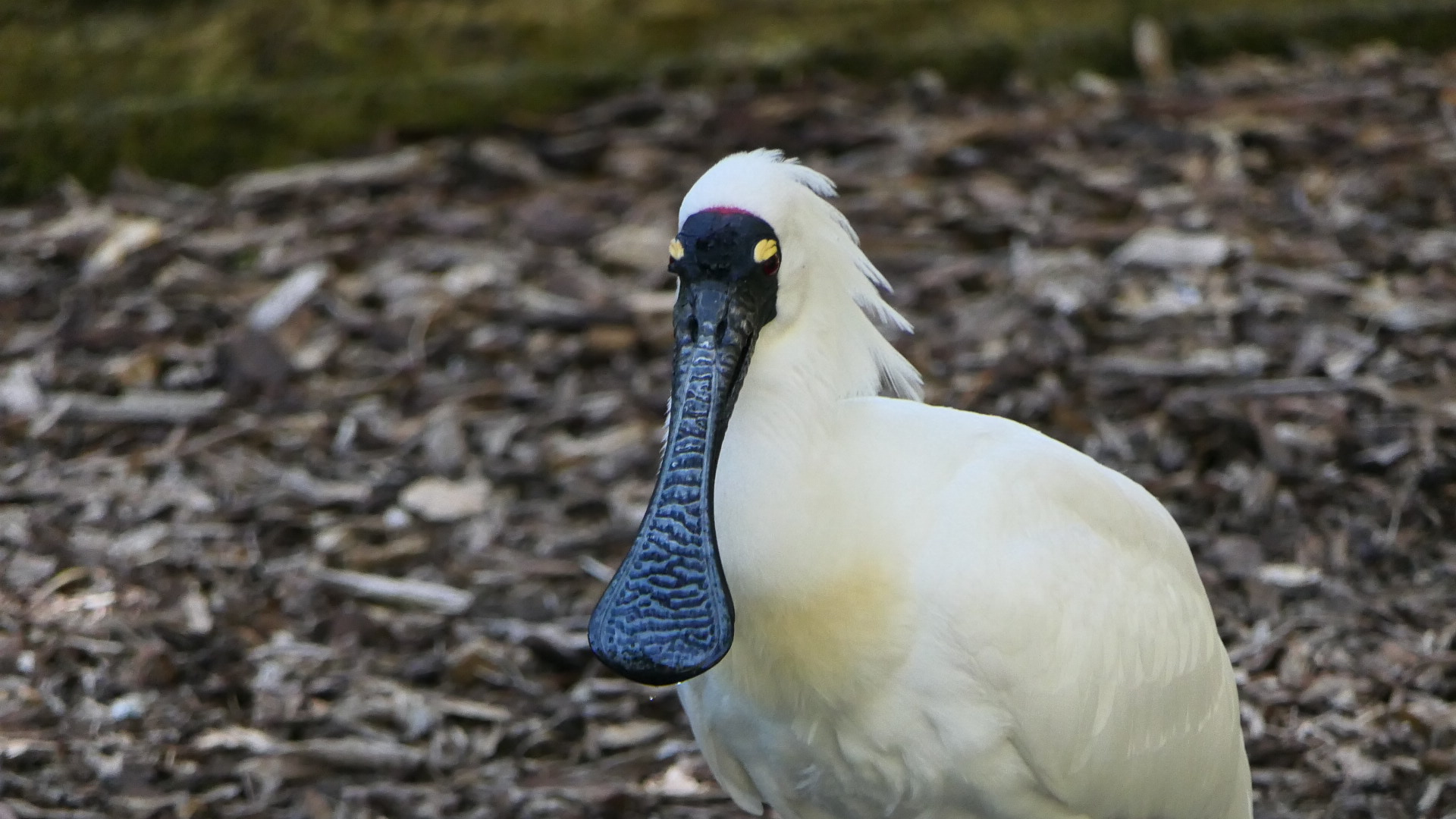 Royal Spoonbill