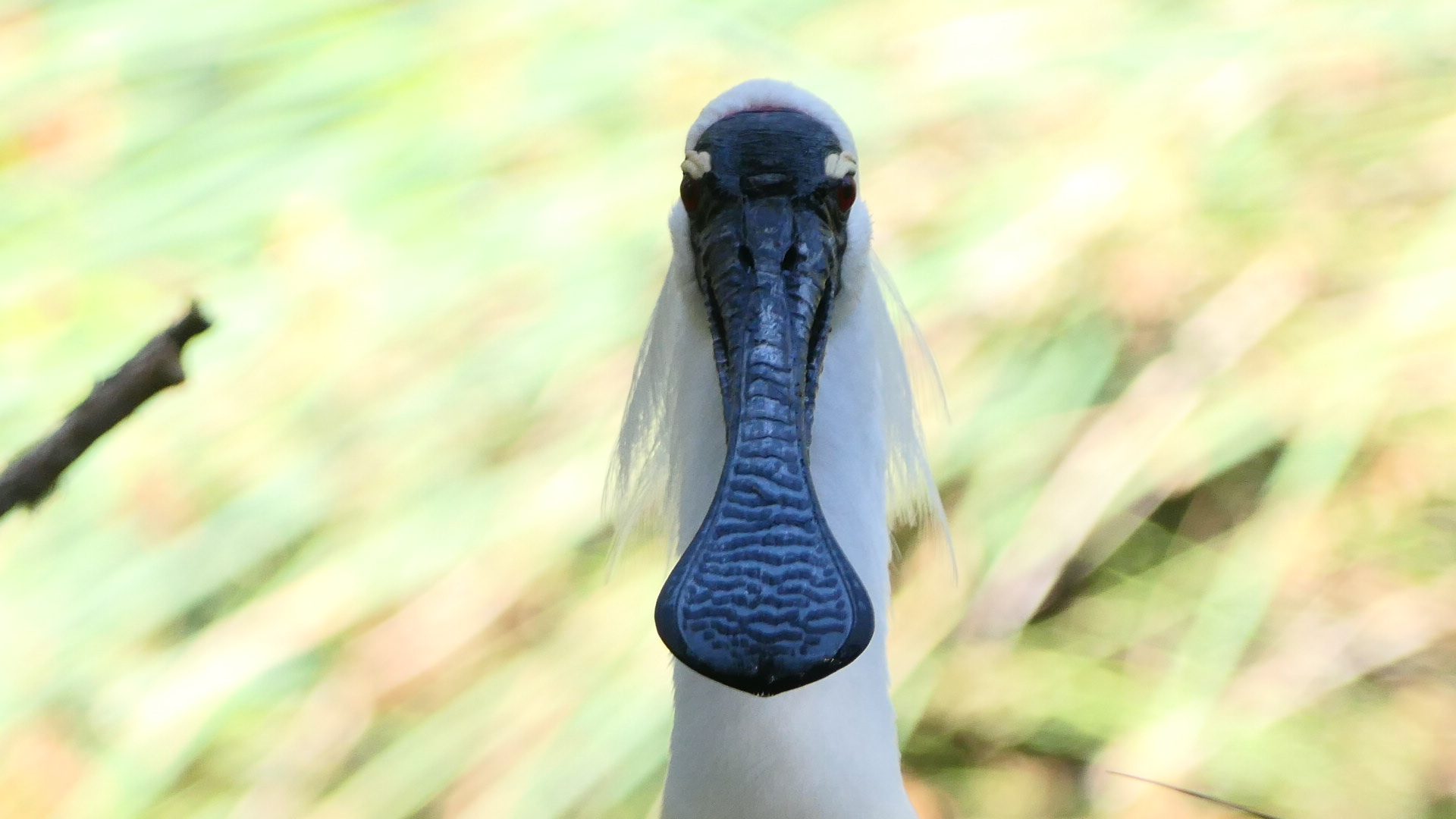 Royal Spoonbill