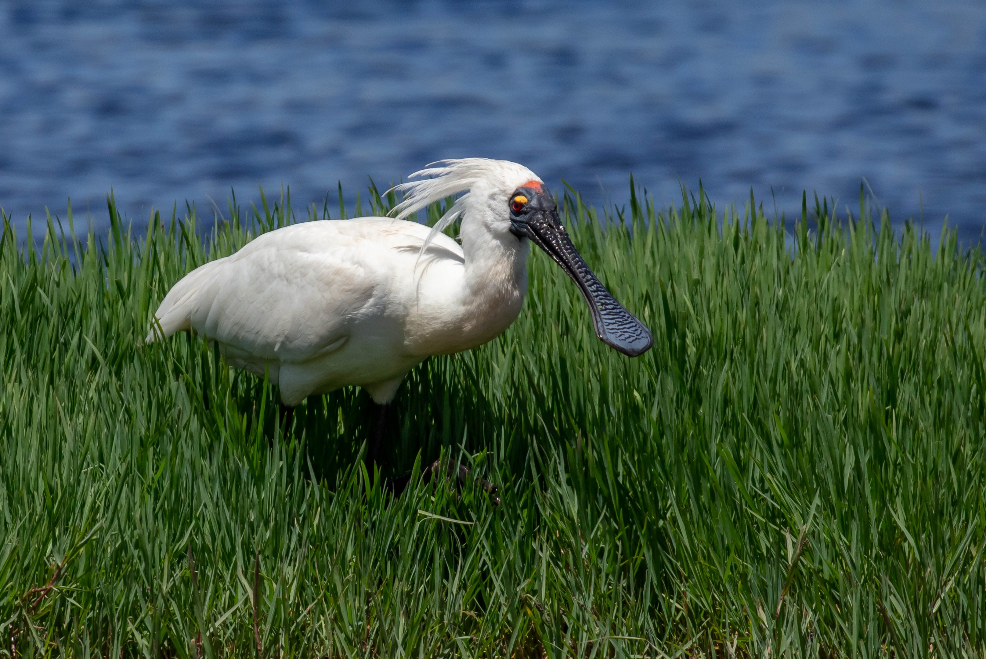 Royal Spoonbill