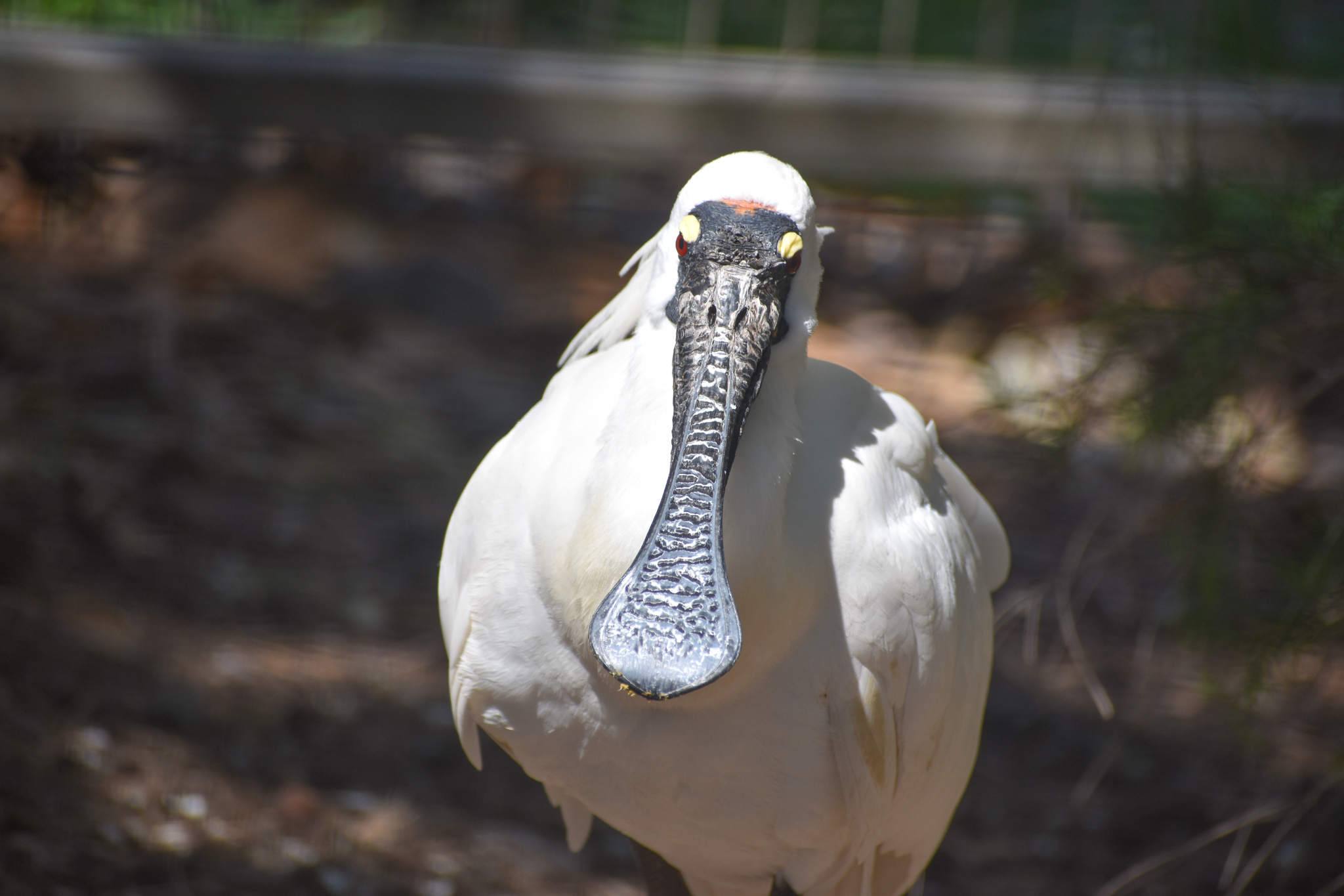 Royal Spoonbill