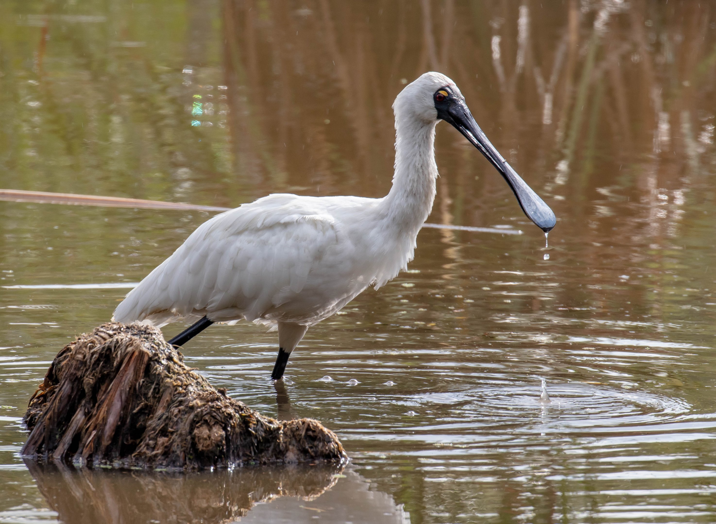 Royal Spoonbill