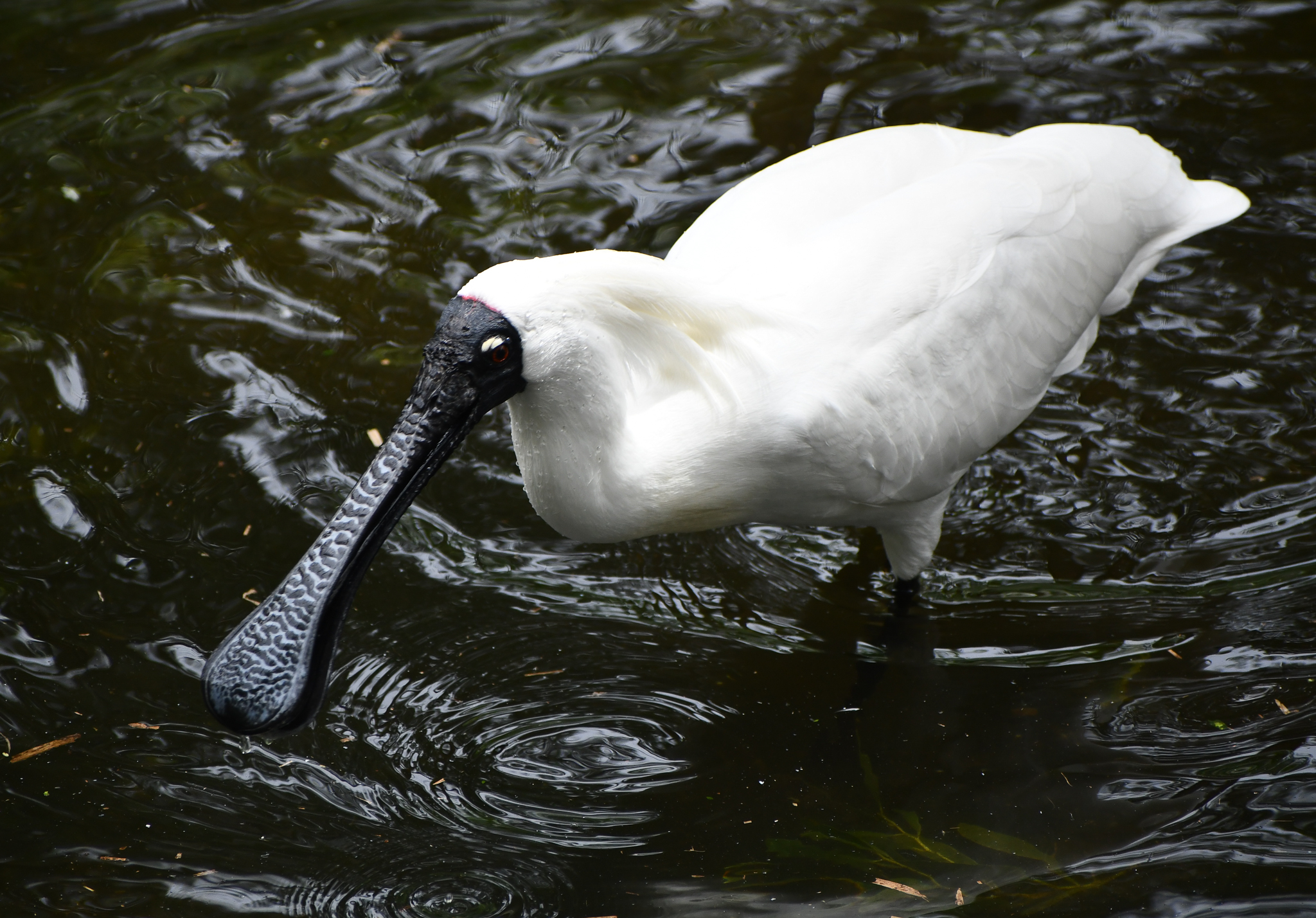 Royal Spoonbill