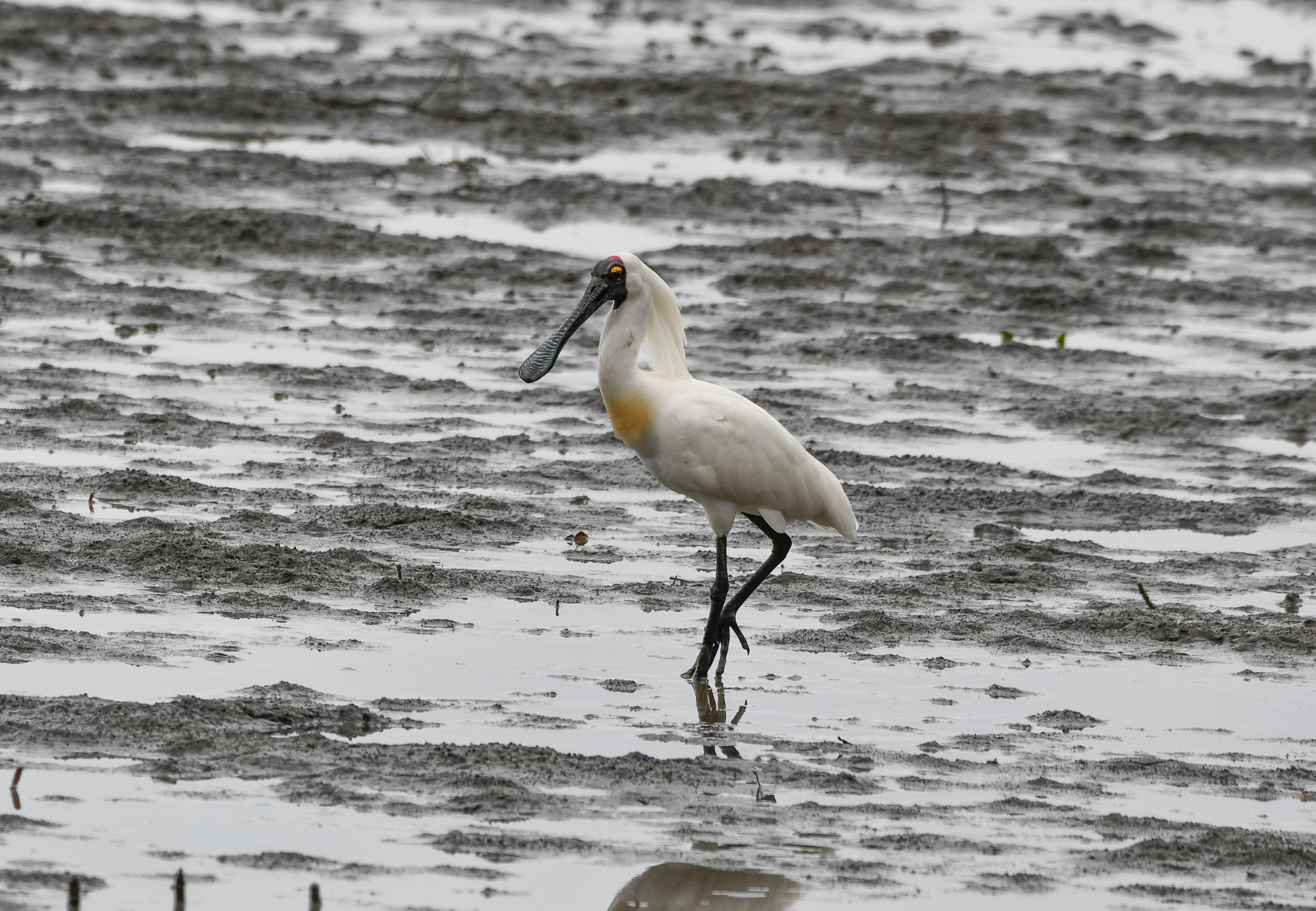 Royal Spoonbill