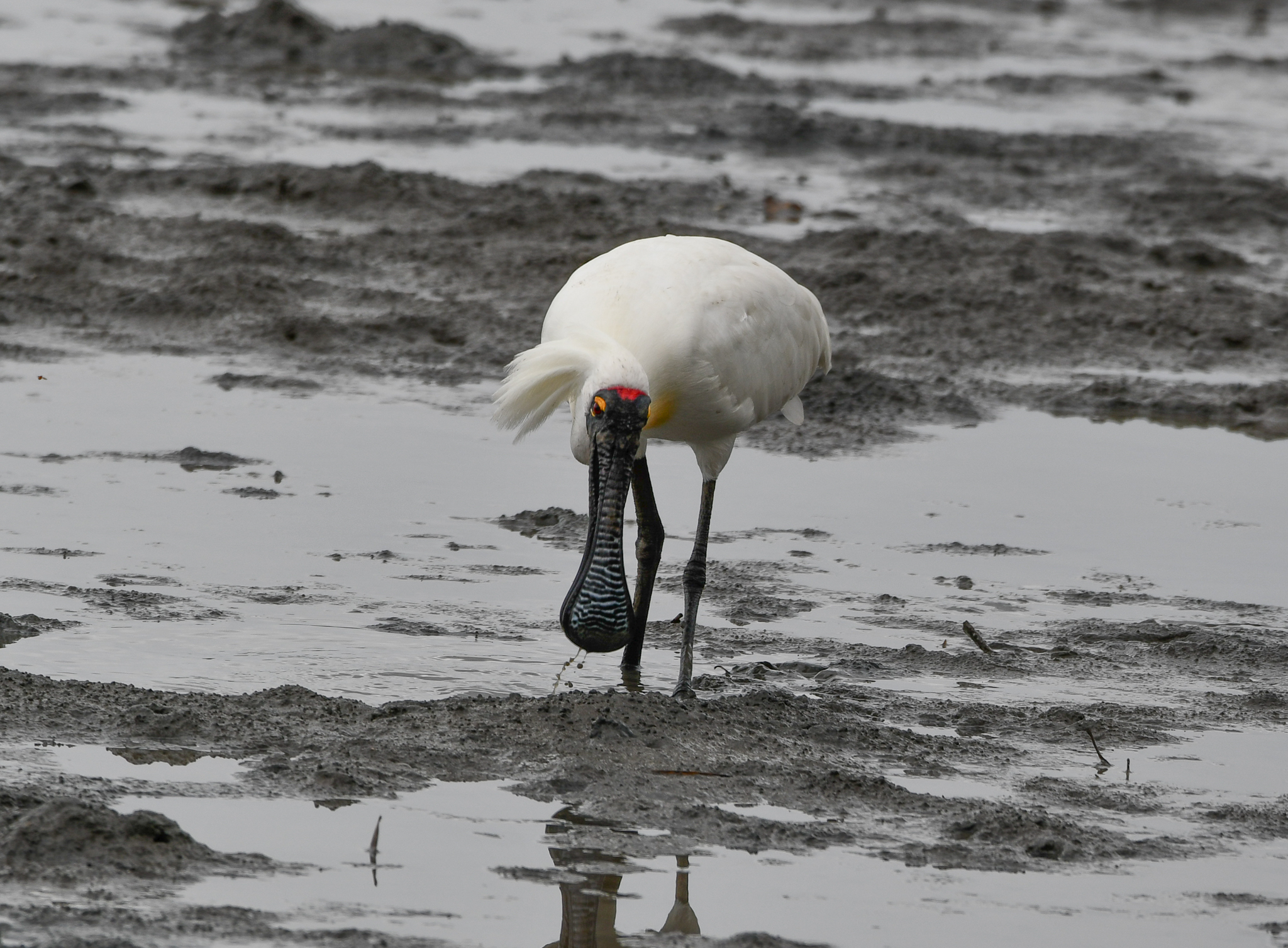 Royal Spoonbill