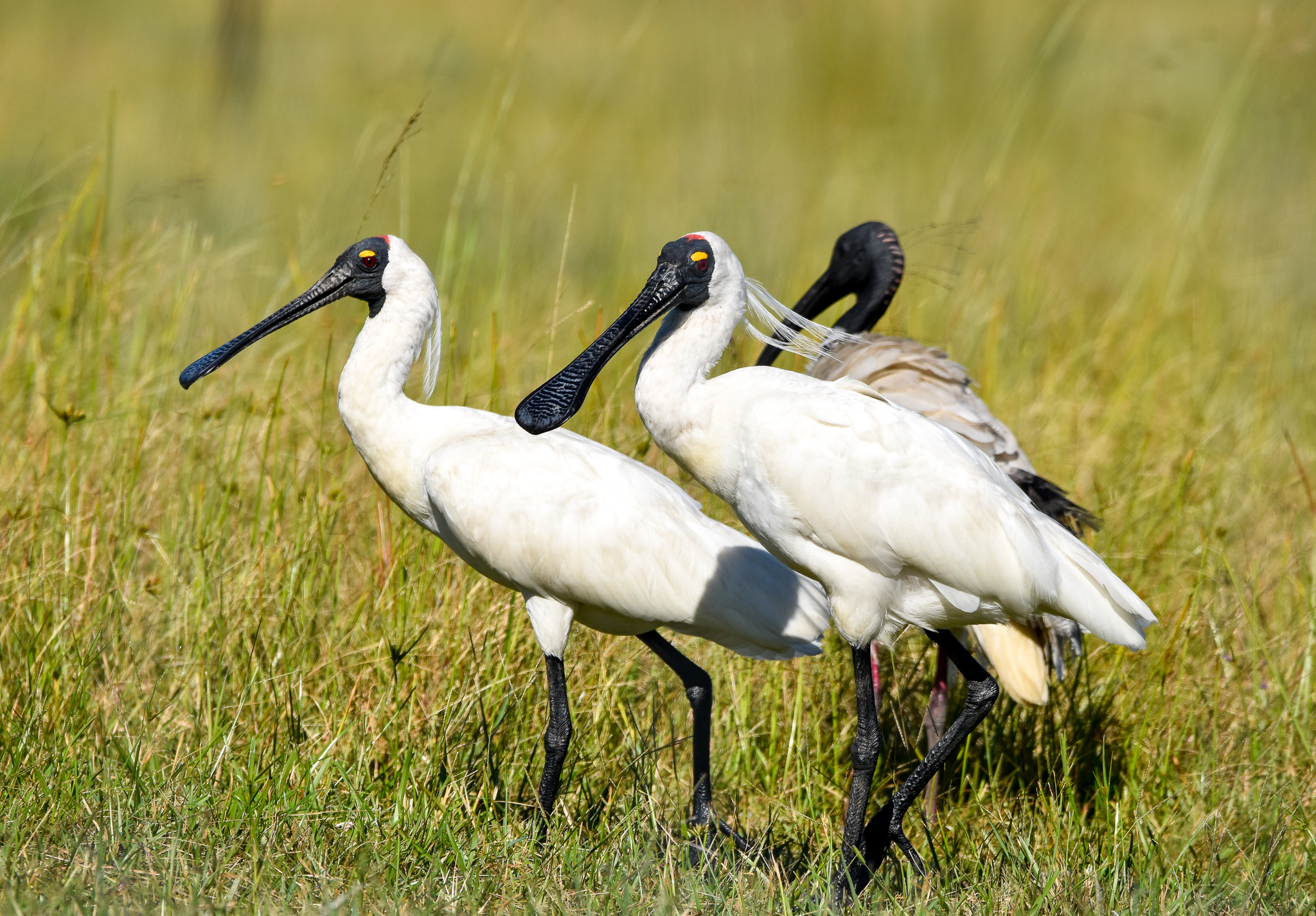 Royal Spoonbills and Australian Ibis