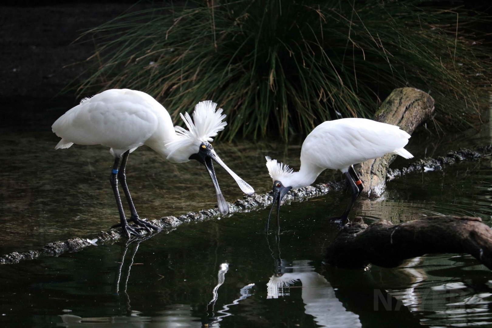 Royal spoonbills, June 2016