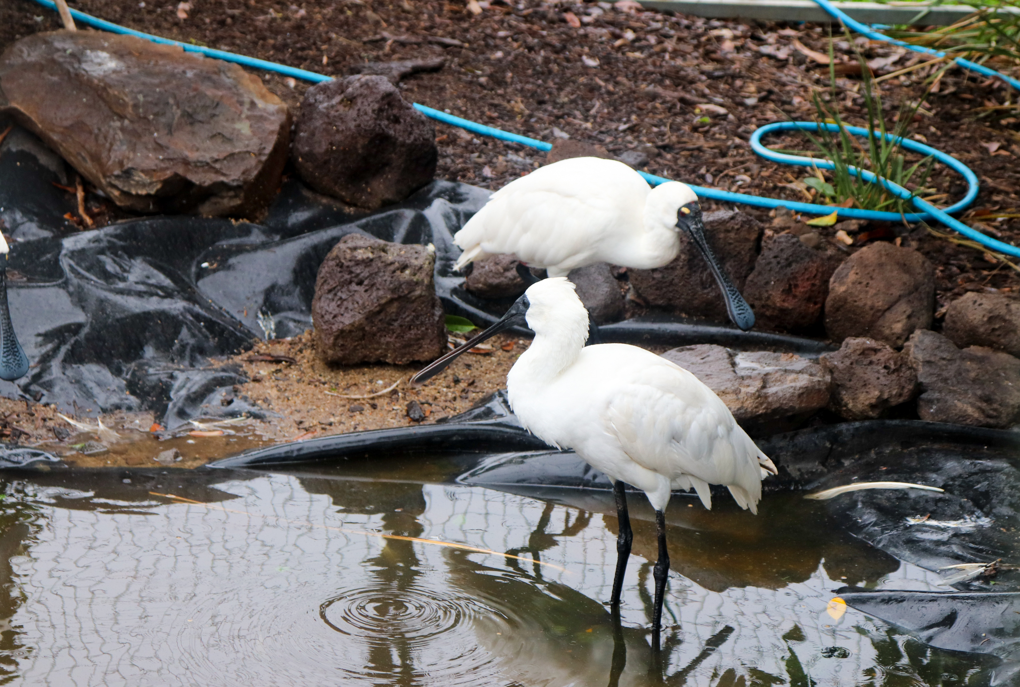 Royal Spoonbills (Platalea regia) - February 2020