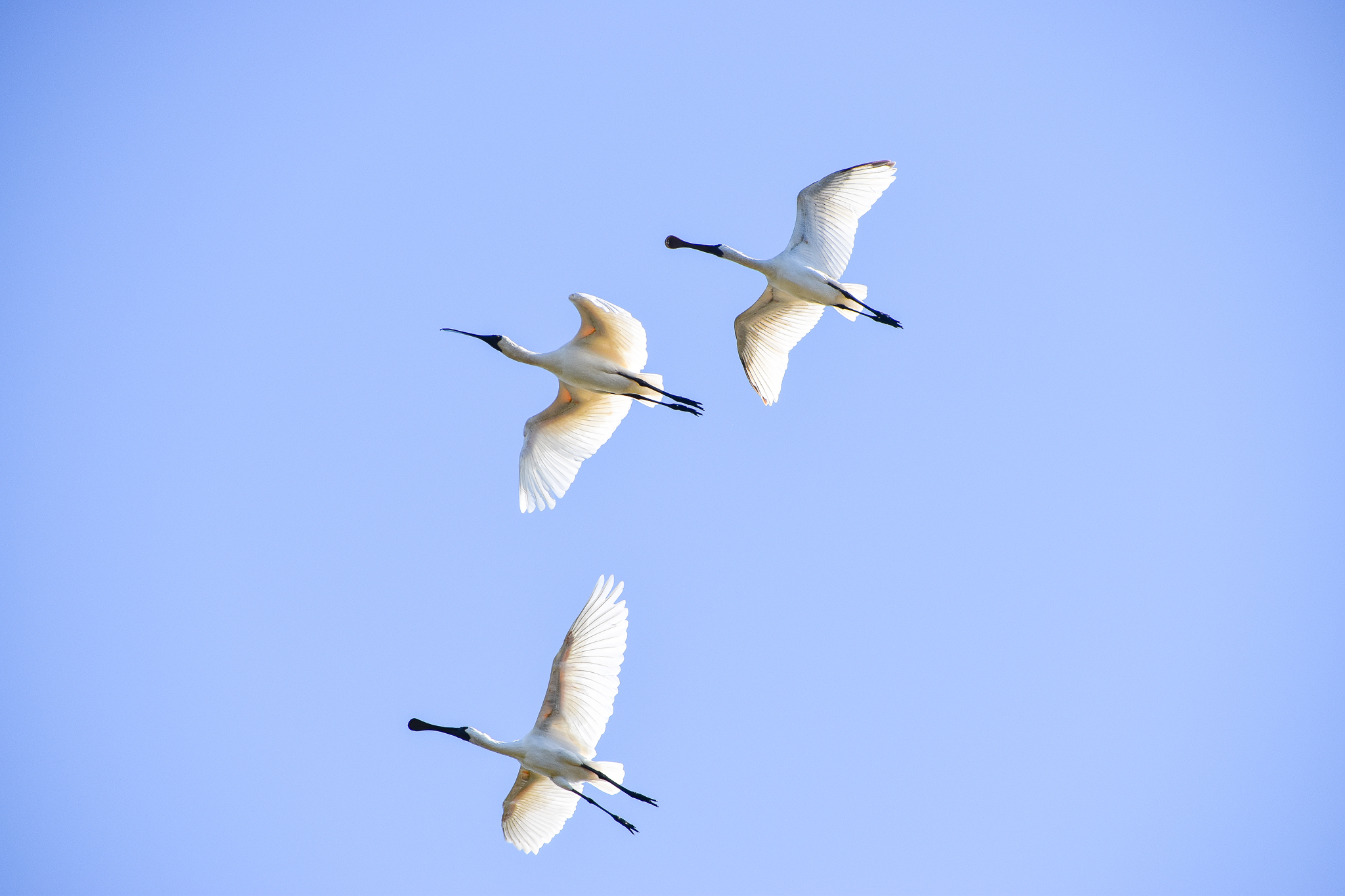 Royal Spoonbills (Platalea regia)