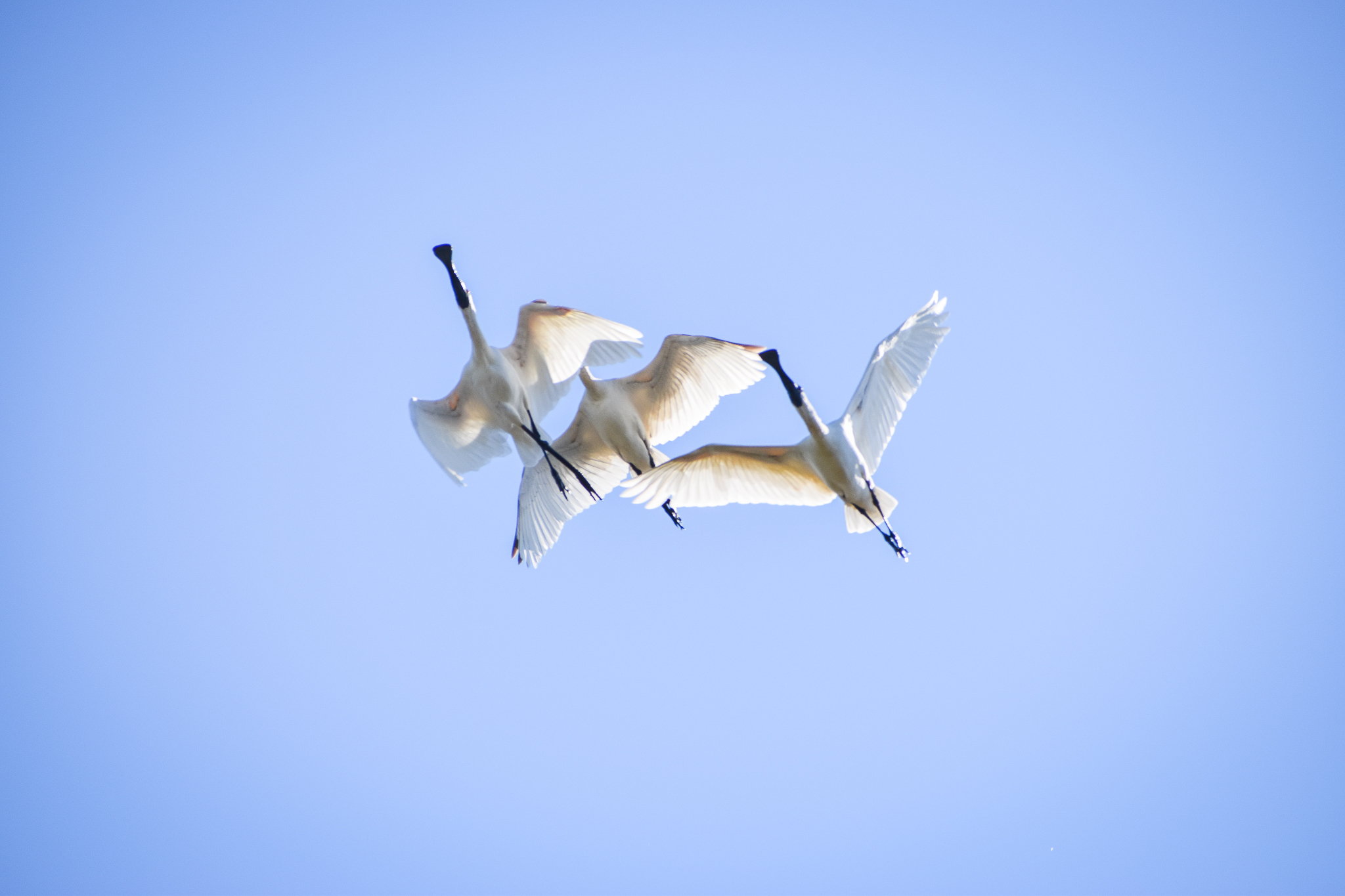 Royal Spoonbills (Platalea regia)