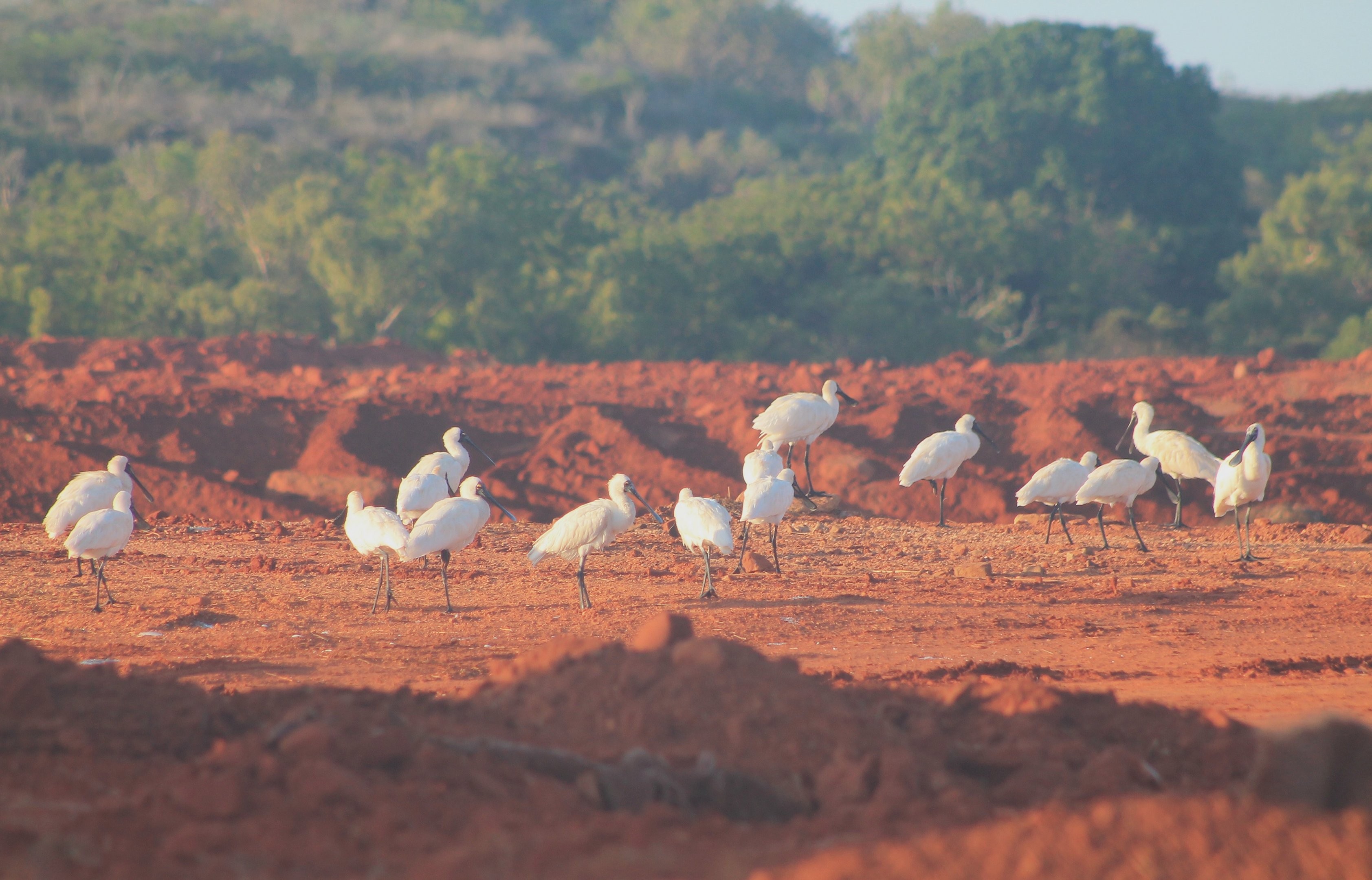 Royal Spoonbills (Platalea regia)