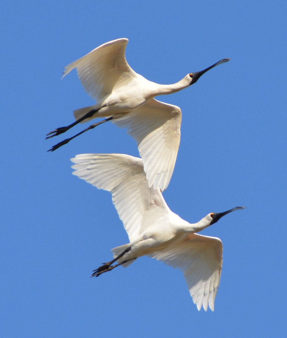Royal spoonbills