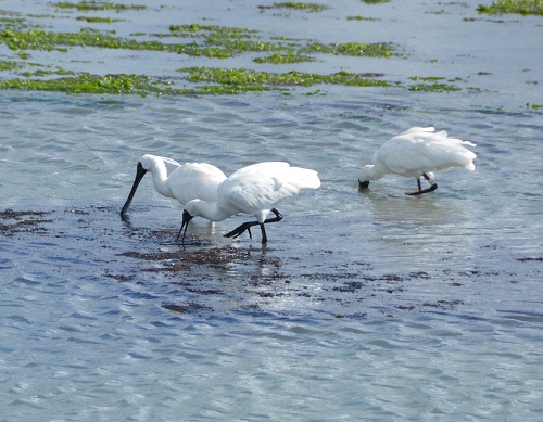 Royal spoonbills