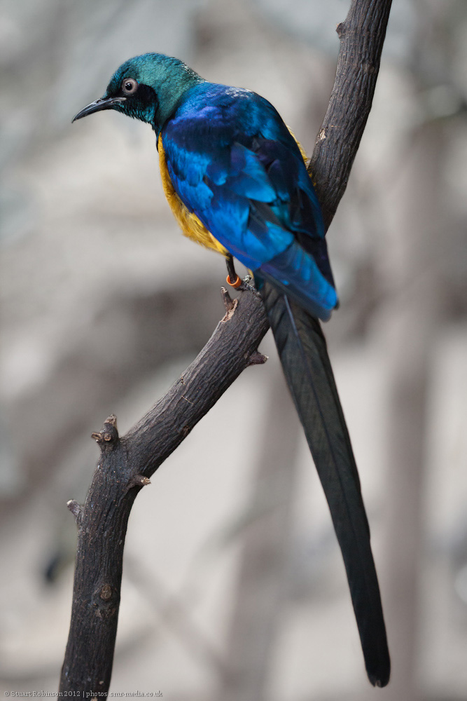 Royal Starling - 18/02/2012