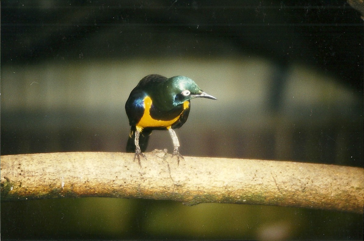Royal Starling 27th March 1999