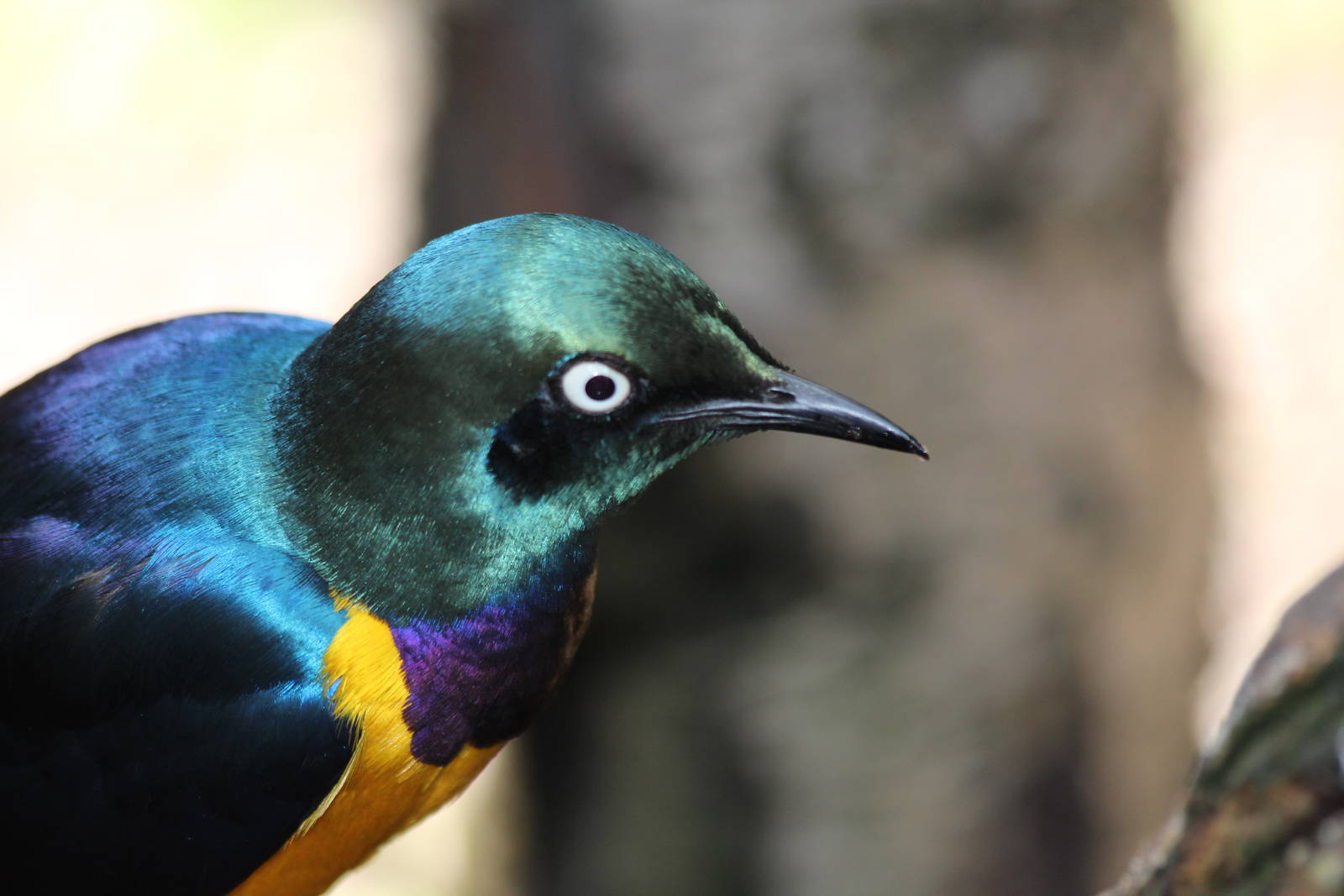 Royal Starling  - Oct 2012