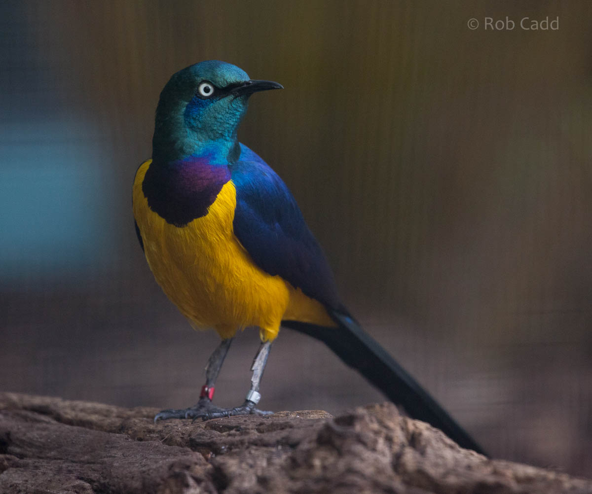 Royal starling : Waddesdon : 09 Oct 2015