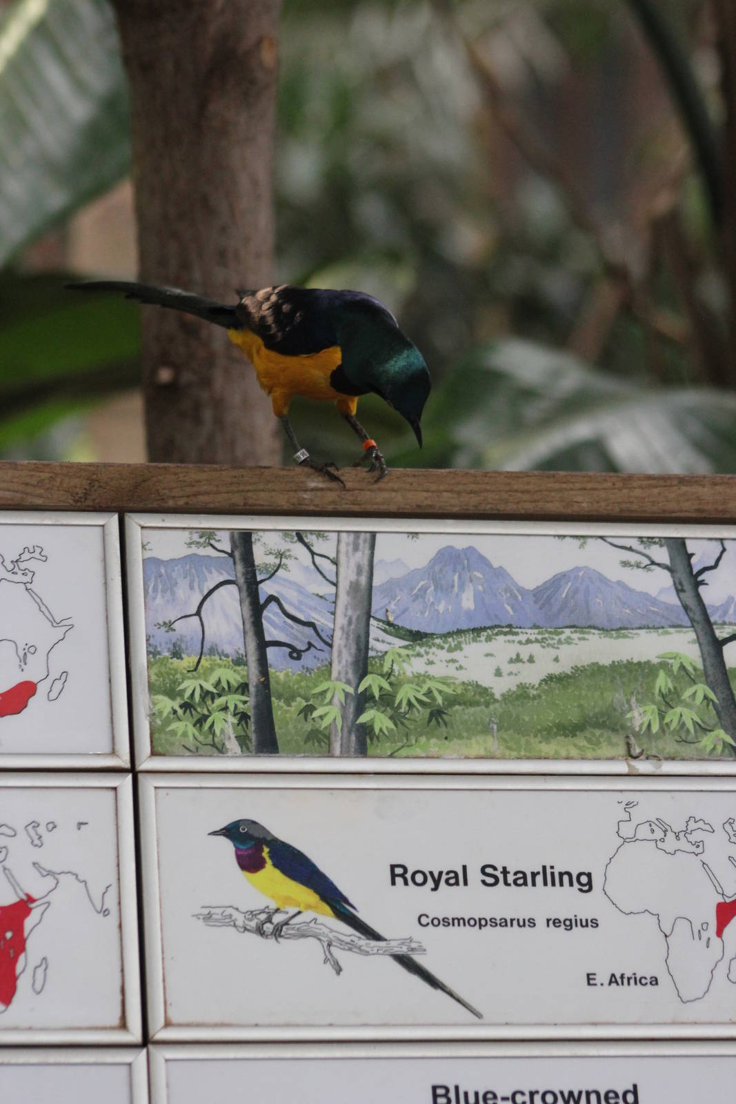 Royal starling