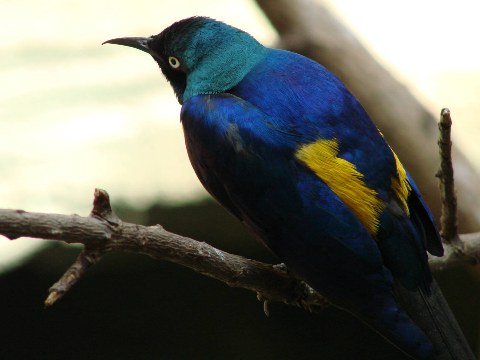 Royal Starling