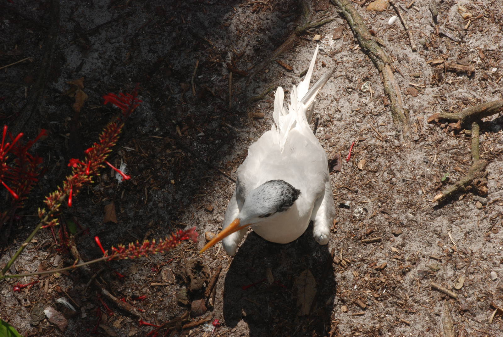 Royal Tern at Lowry Park, 13/10/13