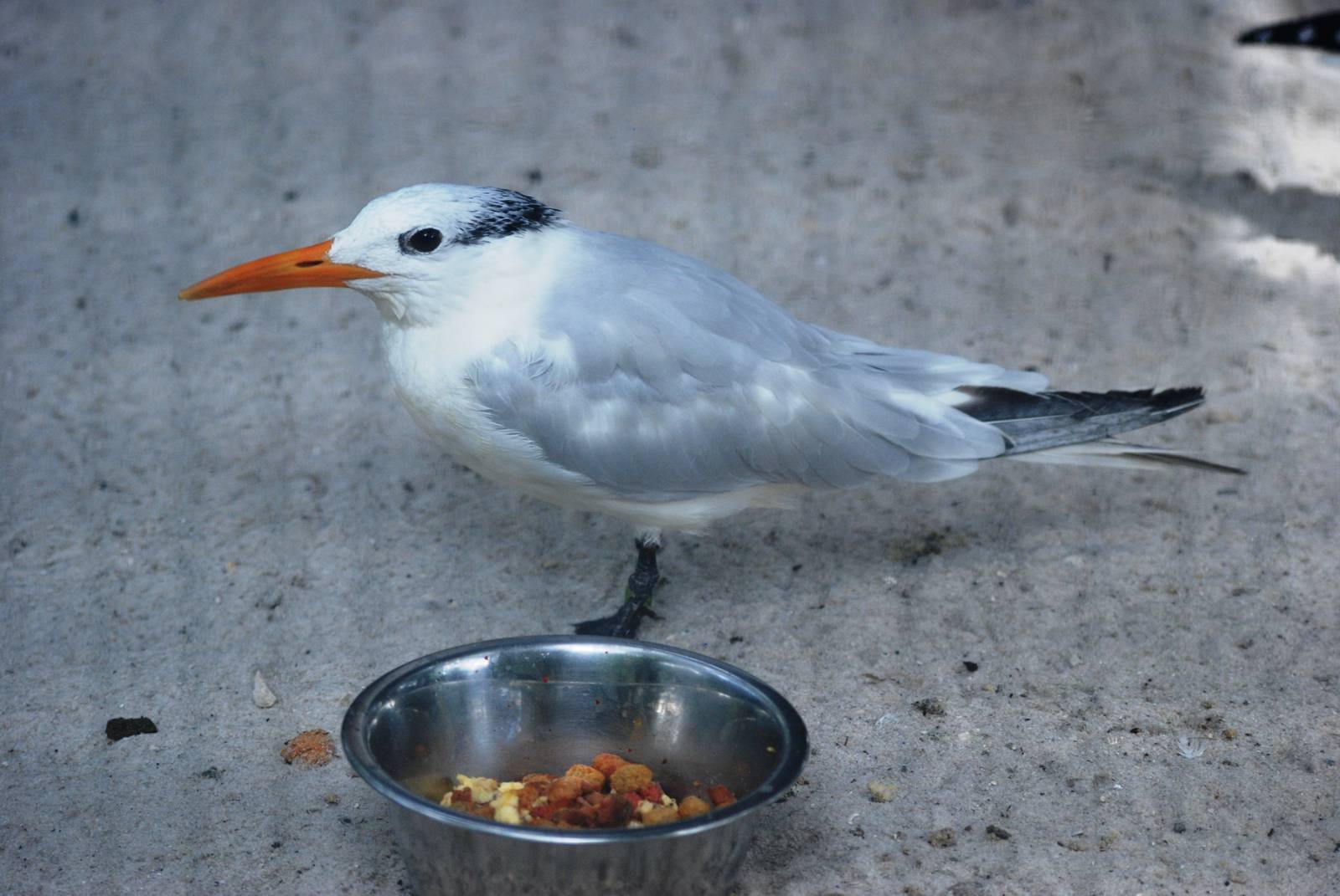 Royal Tern at Peace River Wildlife Centre, 09/10/13