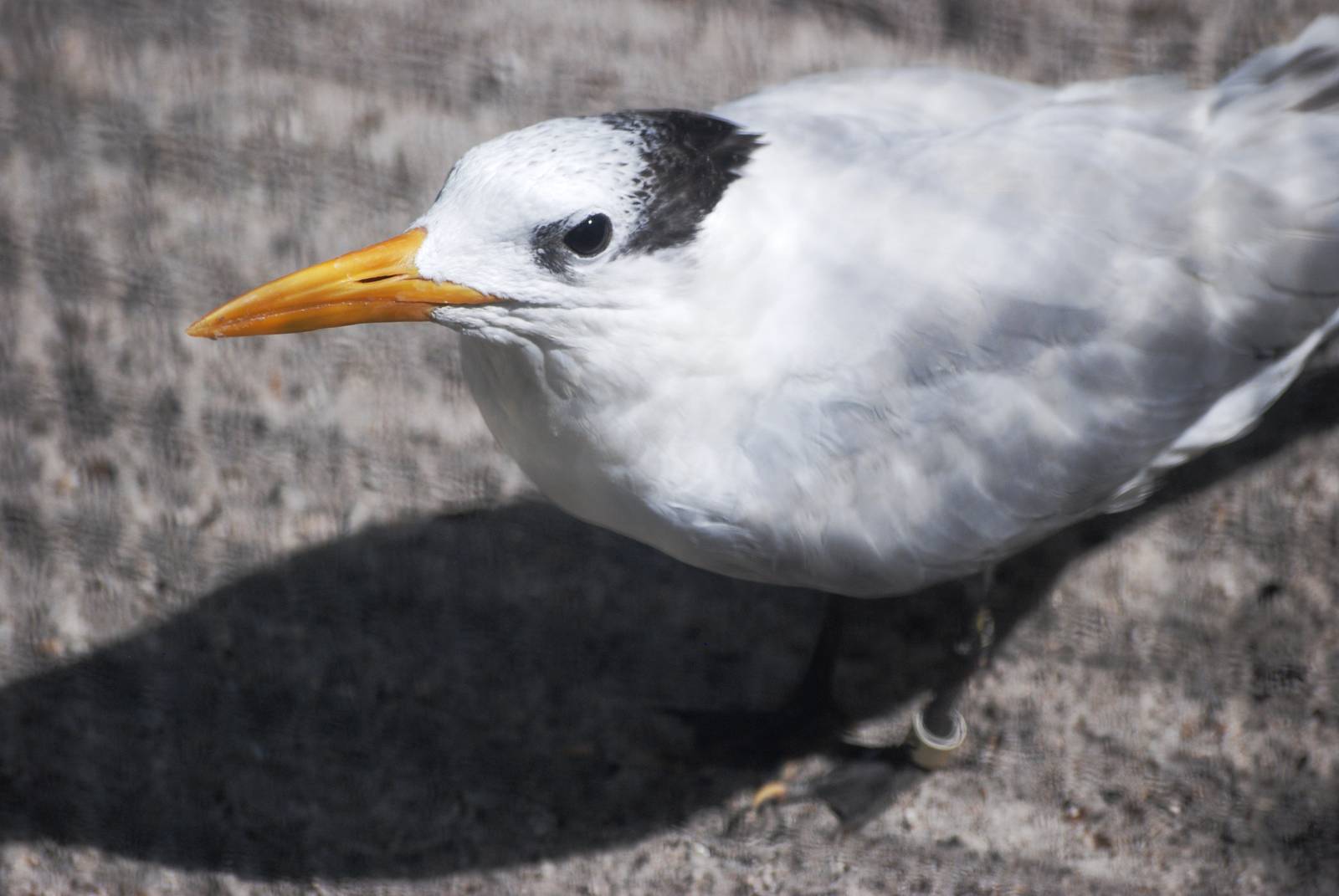 Royal Tern at Save our Seabirds, 07/10/13