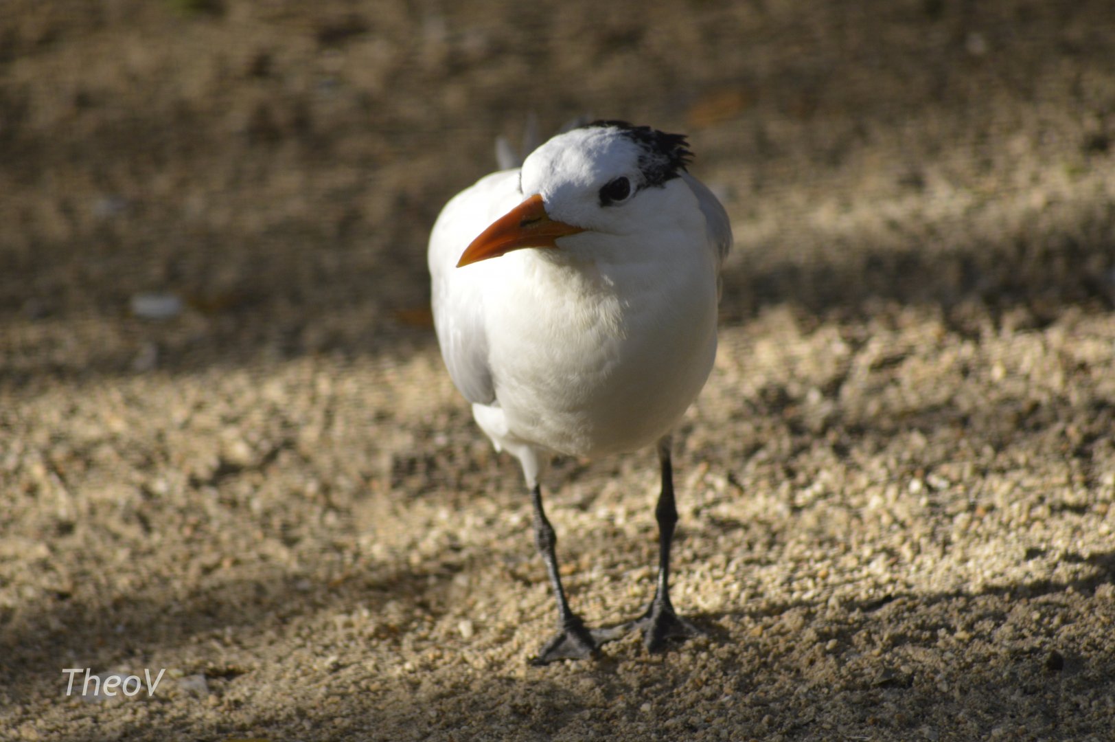 Royal tern - Florida  Keys Wild Bird Center [2017]