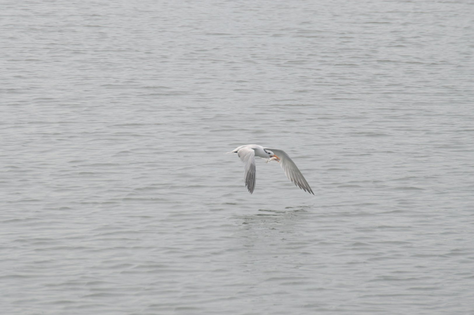 Royal Tern (Thalasseus maximus) - NEED ID