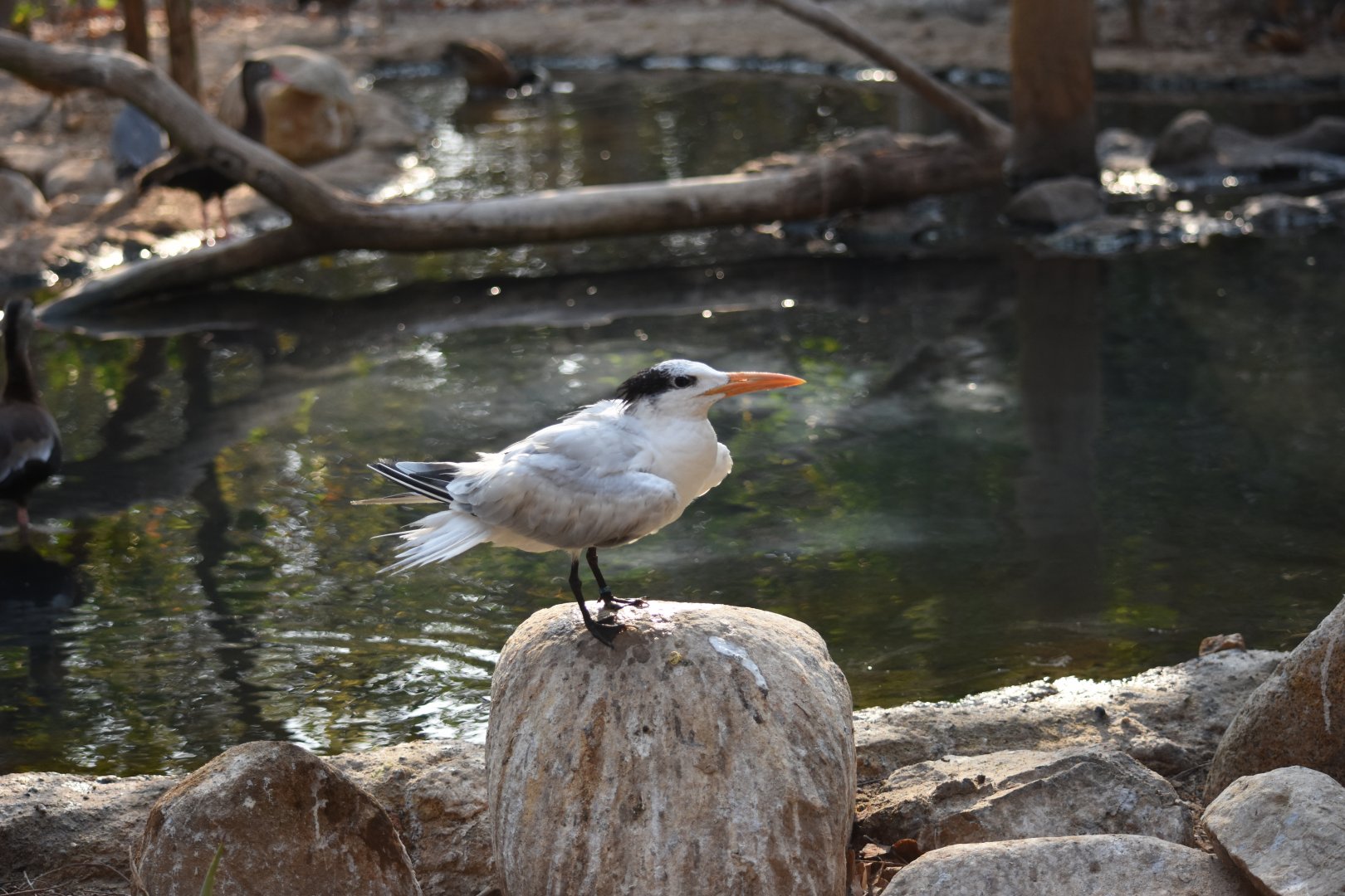 Royal tern (Thalasseus maximus)