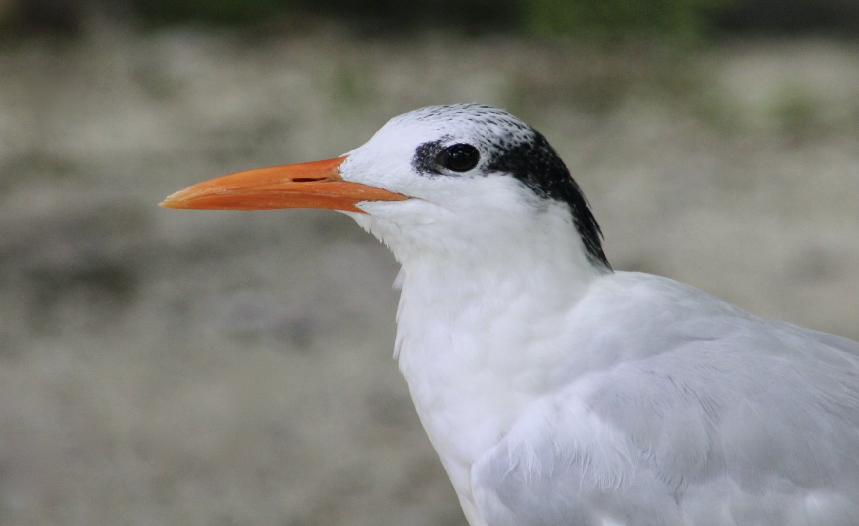 Royal Tern (Thalasseus maximus)