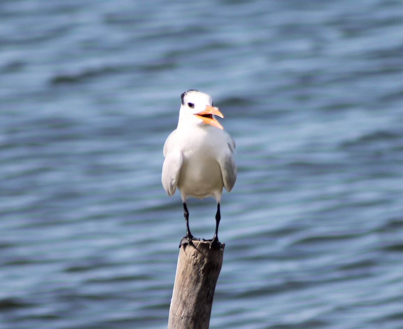 Royal tern