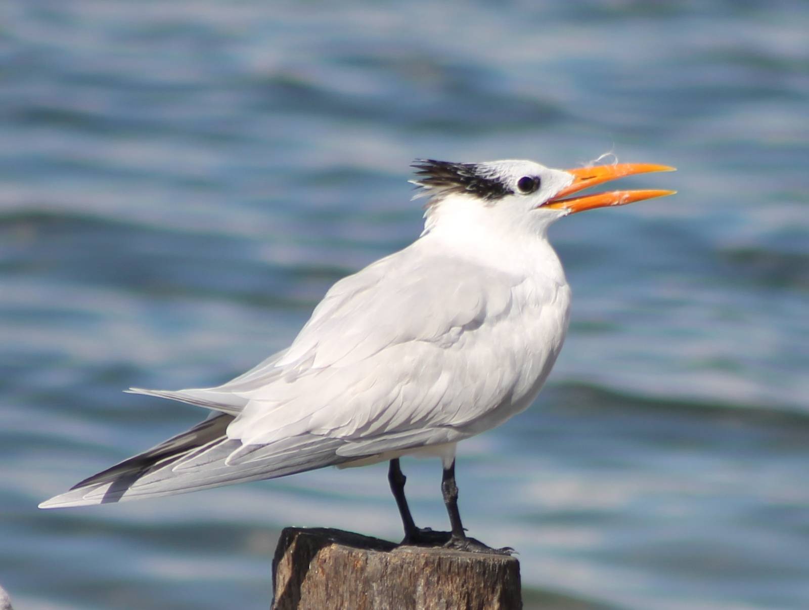 Royal tern