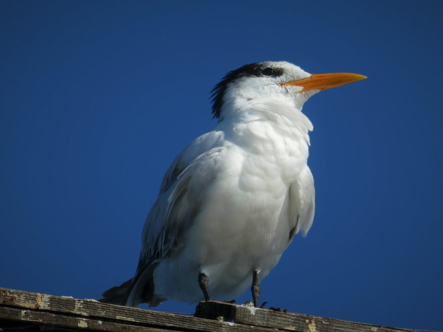 Royal Tern
