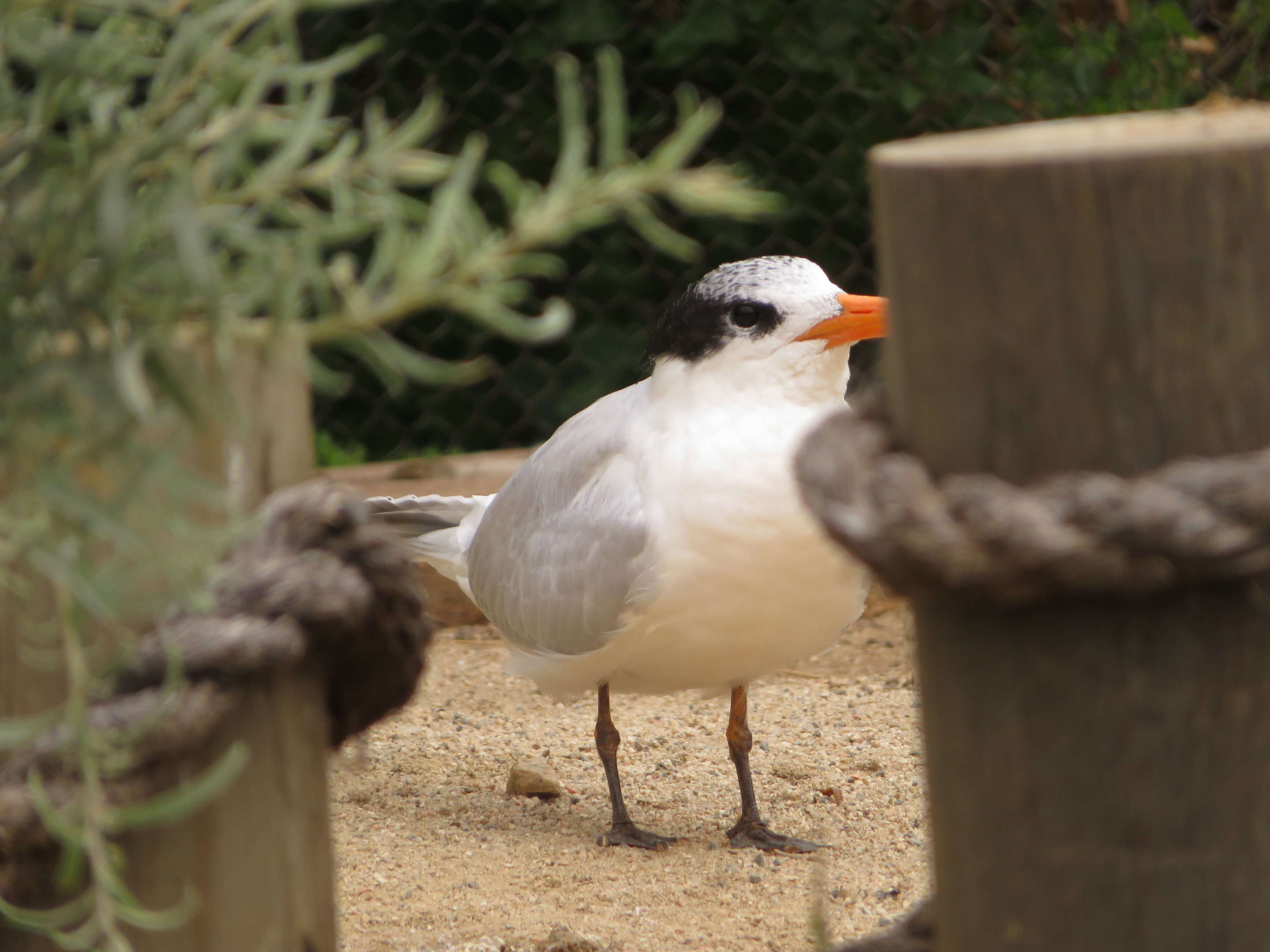 Royal Tern?