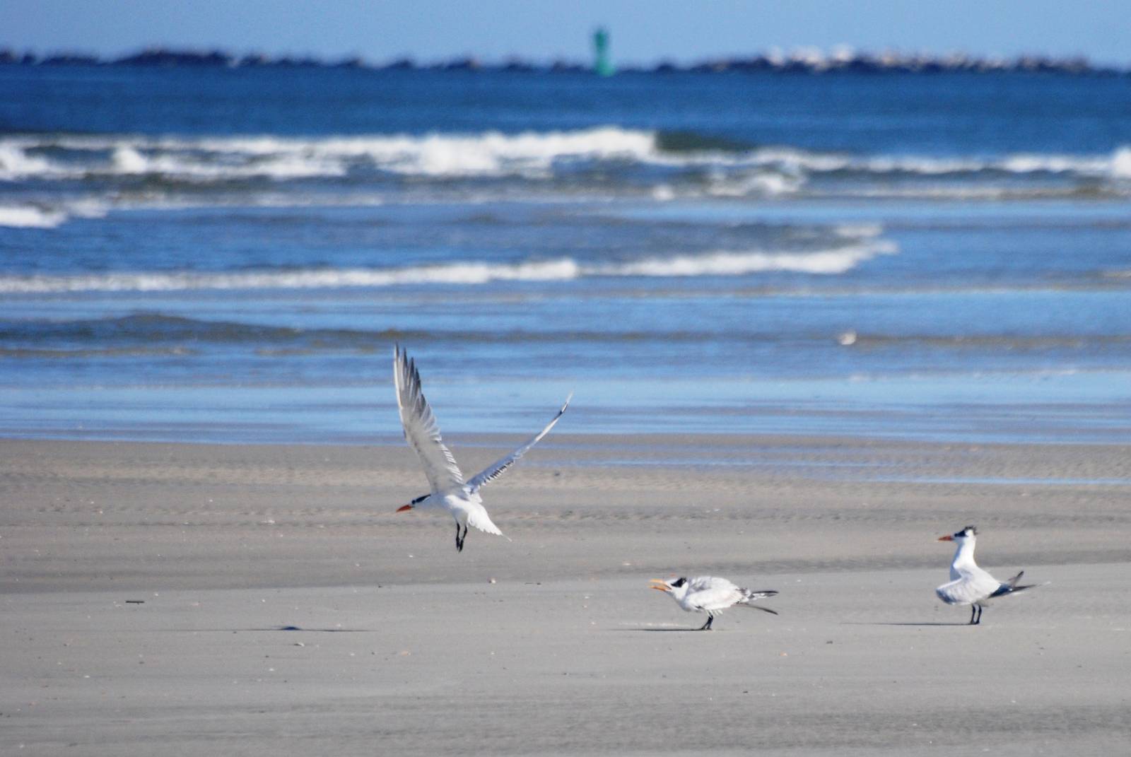 Royal Terns, Huguenot Memorial Park, October 2013