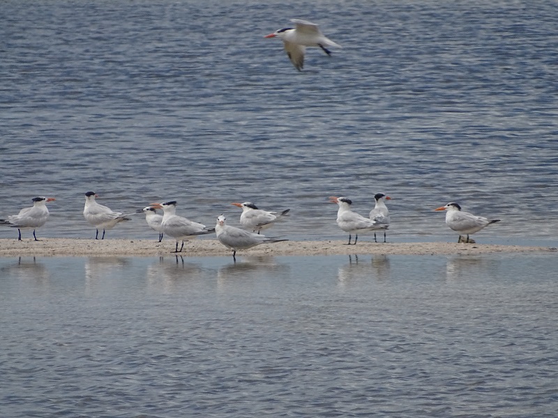 Royal terns (Thalasseus maximus)